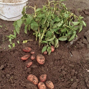 Variedad de patata semiprecoz Krasavichik con un sabor increíble.