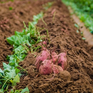 Mid-early potato variety Krasavichik with amazing taste