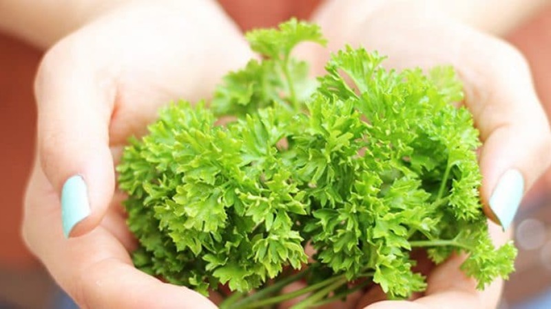 How parsley helps with puffiness under the eyes and how it can be used