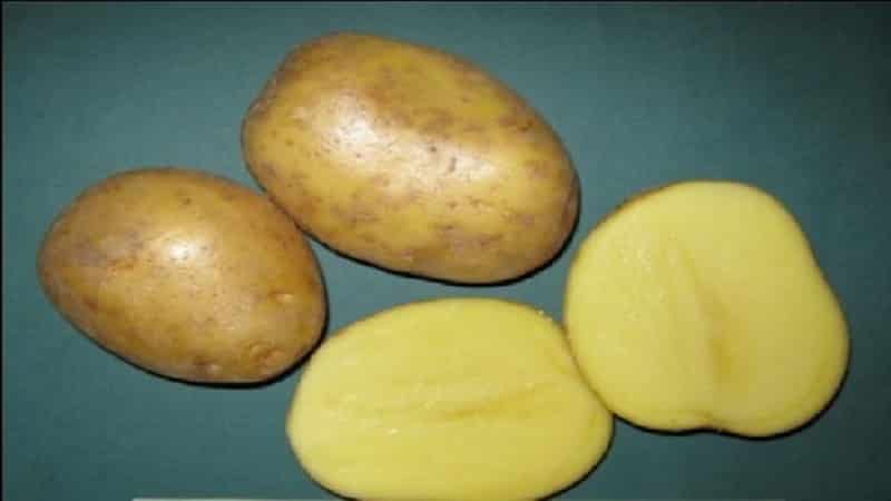 Variété de pomme de terre de table précoce qui ne craint pas les changements brusques de température, Madeline