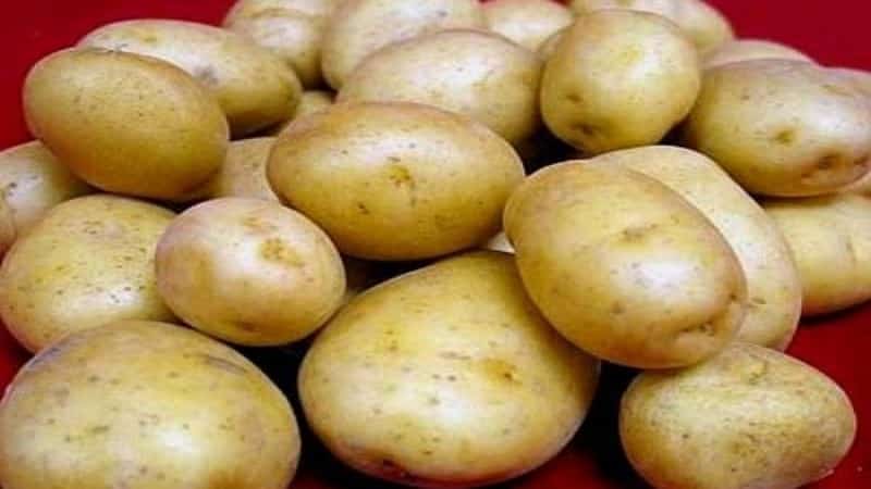 Viable potato variety Golubizna with amazing taste