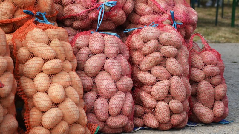 Die winterharte Kartoffelsorte Lapot hat keine Angst vor schlechtem Wetter