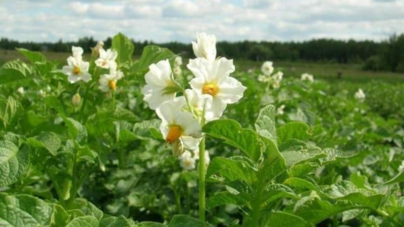 Hårdfør kartoffelsort Lapot er ikke bange for dårligt vejr