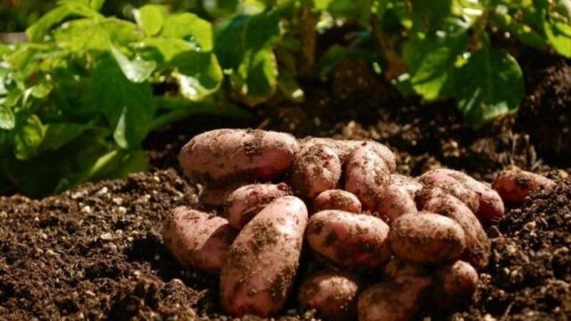 Het winterharde aardappelras Lapot is niet bang voor slecht weer