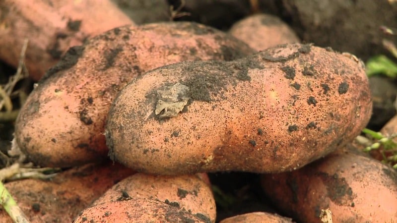 La variété de pomme de terre rustique Lapot n'a pas peur des intempéries