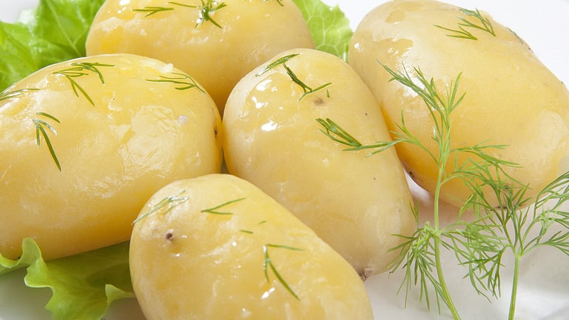 La resistente varietà di patate Lapot non ha paura del maltempo