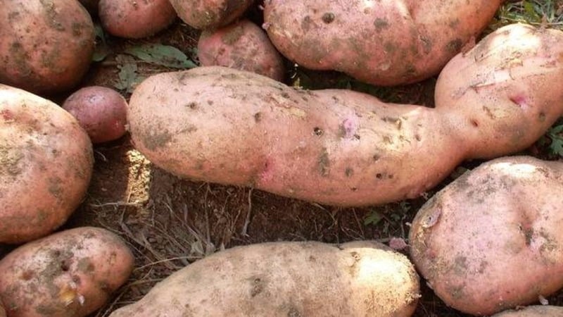 La variété de pomme de terre rustique Lapot n'a pas peur des intempéries