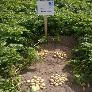 Mid-season hardy potato variety Tuscany