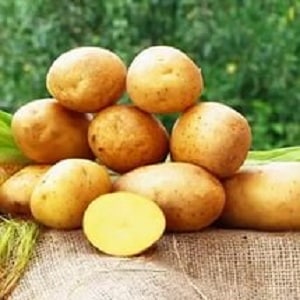 Mid-season hardy potato variety Tuscany