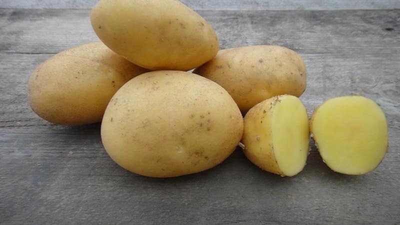 Mid-season hardy potato variety Tuscany