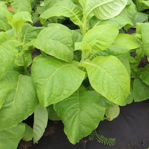 Review of Trapezond 92 tobacco and features of its cultivation