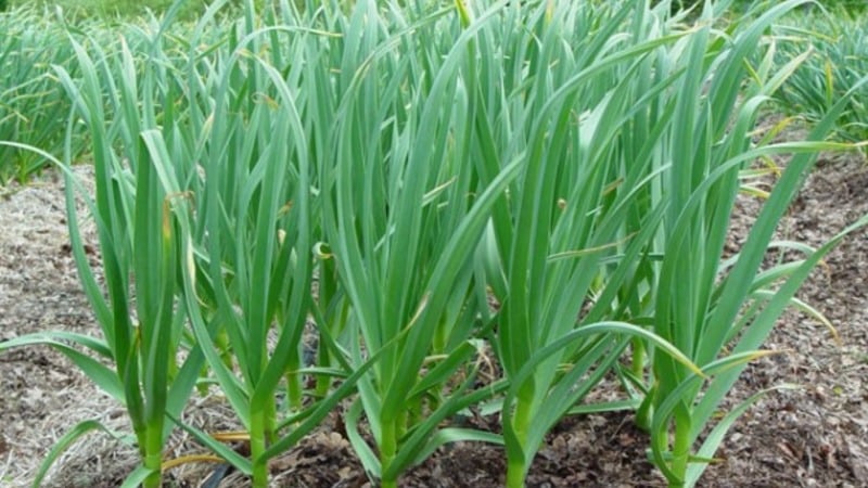 Vi følger reglerne for sædskifte: hvad kan plantes efter løg næste år, og hvad skal ikke plantes