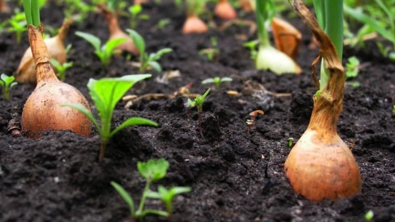 Vi følger reglerne for sædskifte: hvad kan plantes efter løg næste år, og hvad skal ikke plantes