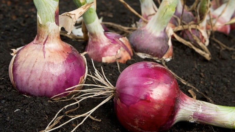 Nous suivons les règles de rotation des cultures : que peut-on planter après les oignons l'année prochaine et ce qu'il ne faut pas planter