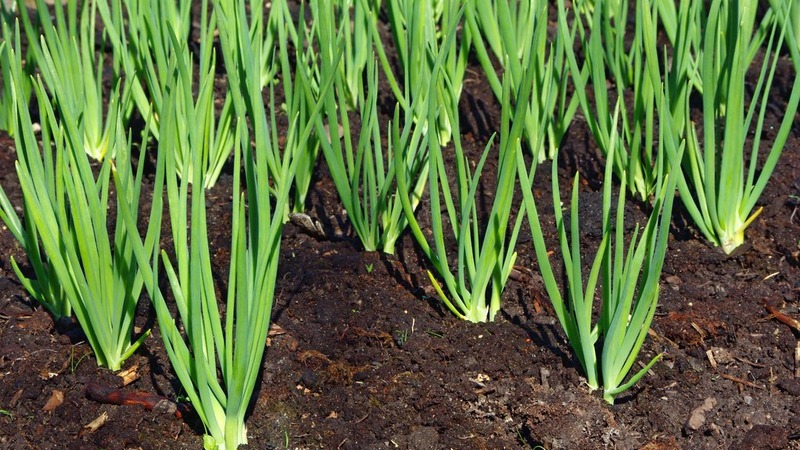 Vi følger reglerne for sædskifte: hvad kan plantes efter løg næste år, og hvad skal ikke plantes