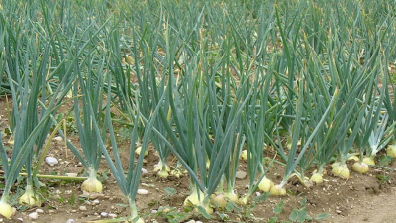 Vi følger reglerne for sædskifte: hvad kan plantes efter løg næste år, og hvad skal ikke plantes