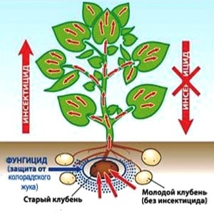 Начин употребе лека Престиге за прераду кромпира и рецензије о томе