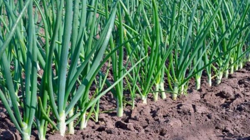 Zwiebelsets Sturon: Ist es möglich, vor dem Winter zu pflanzen und zu pflegen?