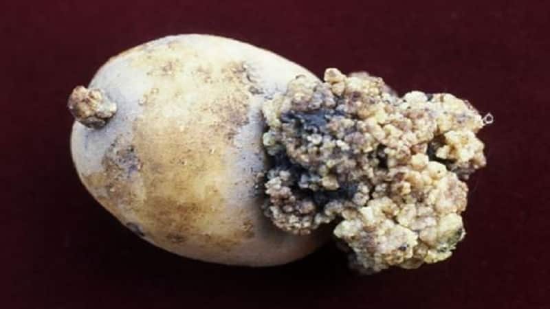 How to fight potato cancer and is it dangerous for humans?