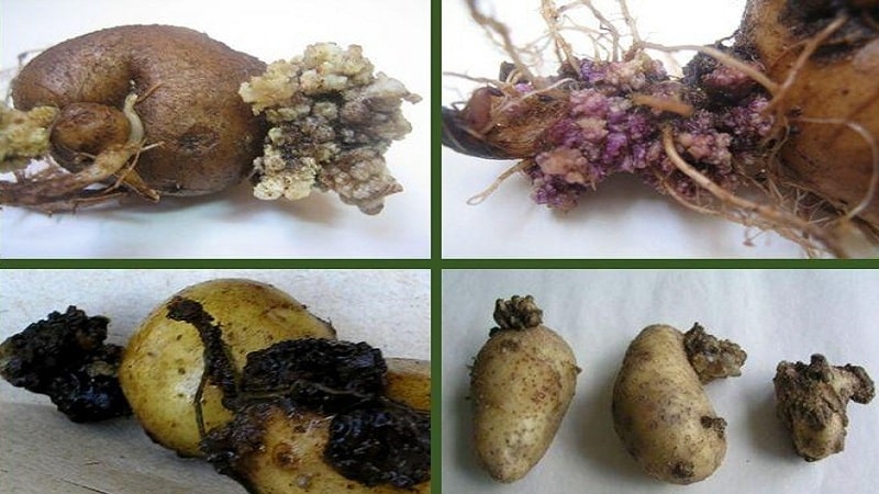 Descripcions detallades i mètodes efectius per tractar malalties de la patata