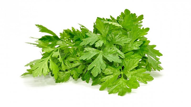 Cómo distinguir el cilantro del perejil