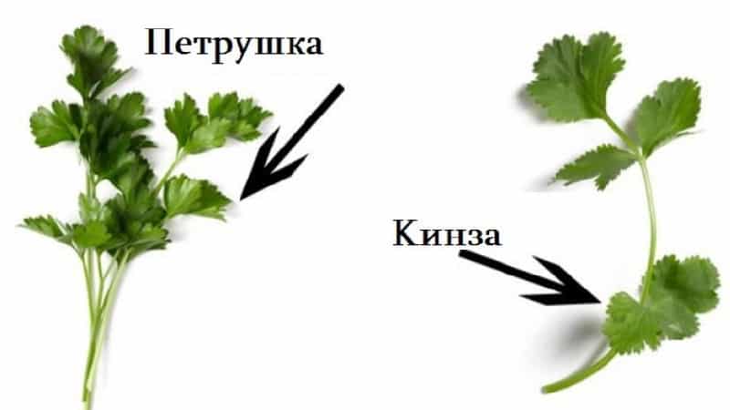 Hogyan lehet megkülönböztetni a koriandert a petrezselyemtől