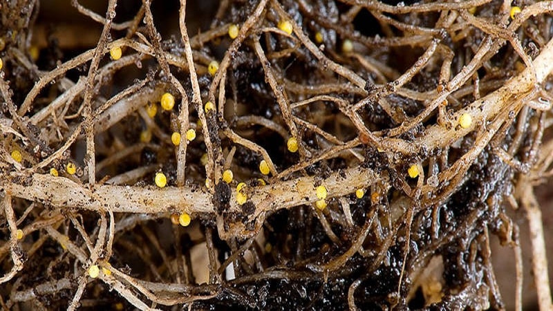 ¿Qué es el nematodo de la patata y cómo combatirlo?