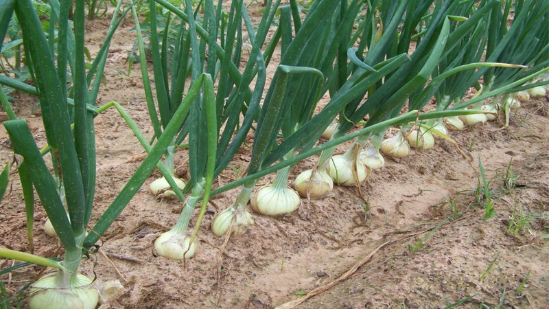 Uien planten voor de winter: is het mogelijk om na de wortels te planten?