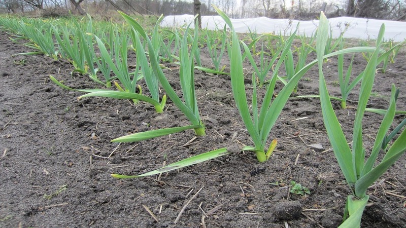 Uien planten voor de winter: is het mogelijk om na de wortels te planten?