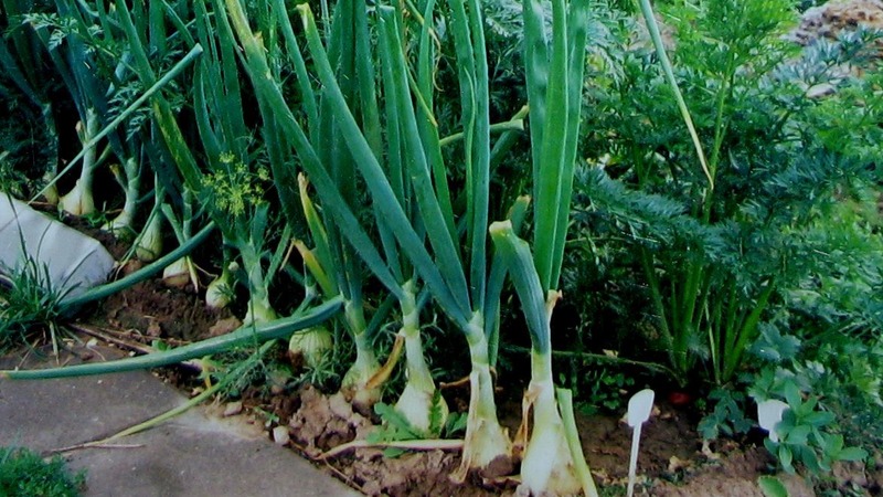 Plantera lök före vintern: är det möjligt att plantera efter morötter?