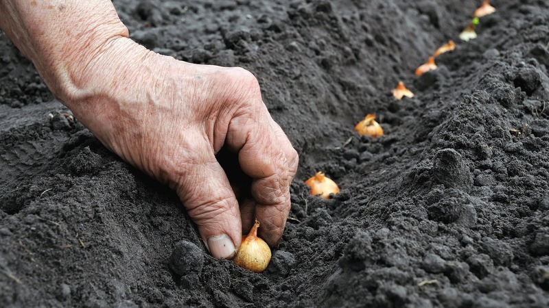 Piantare cipolle prima dell'inverno: è possibile piantare dopo le carote?