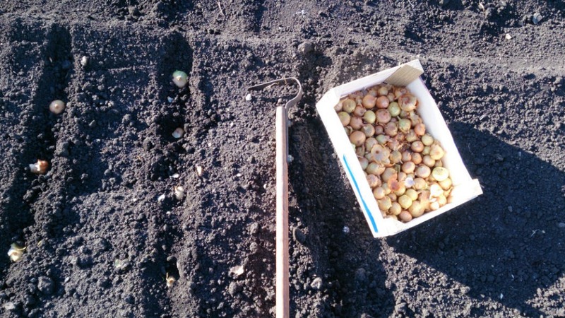 Plantera lök före vintern: är det möjligt att plantera efter morötter?