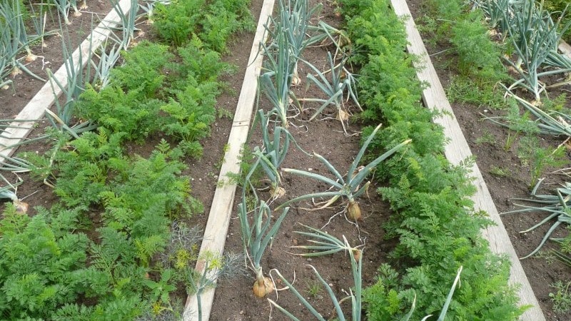 Uien planten voor de winter: is het mogelijk om na de wortels te planten?