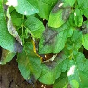 What is potato late blight: description of the disease and treatment methods