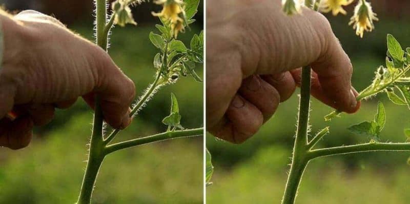 Struiken correct vormen: plant laagblijvende tomaten en welke variëteiten hebben deze fase niet nodig