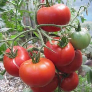 Struiken correct vormen: plant laagblijvende tomaten en welke variëteiten hebben deze fase niet nodig