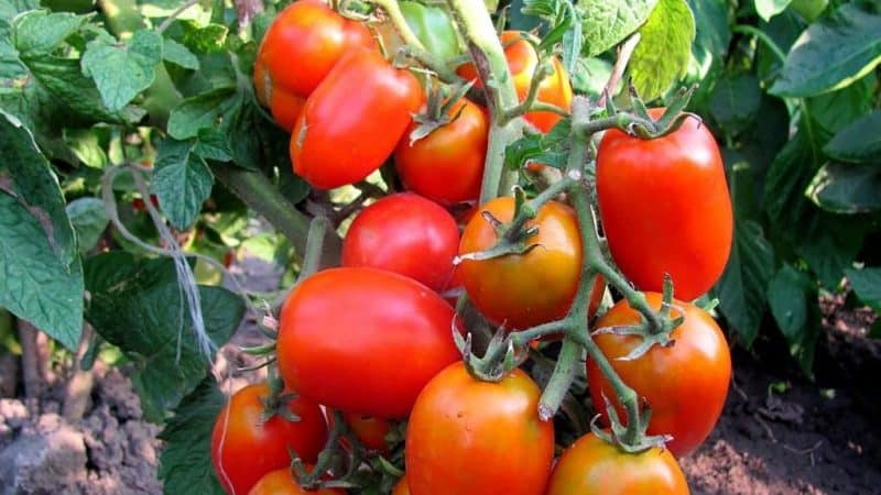 Büsche richtig formen: Soll man niedrig wachsende Tomaten pflanzen und welche Sorten benötigen diesen Schritt nicht?