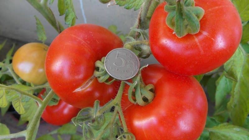 Büsche richtig formen: Soll man niedrig wachsende Tomaten pflanzen und welche Sorten benötigen diesen Schritt nicht?