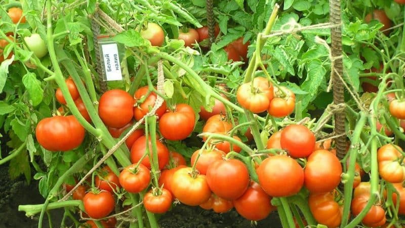 Formando arbustos corretamente: plante tomates de baixo crescimento e quais variedades não requerem esta etapa