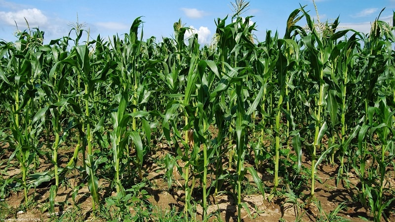 Com creix el blat de moro: fotos i etapes de cultiu, consells d'agricultors experimentats