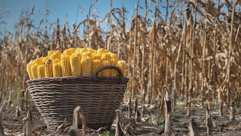 Come cresce il mais: foto e fasi della coltivazione, consigli di agricoltori esperti