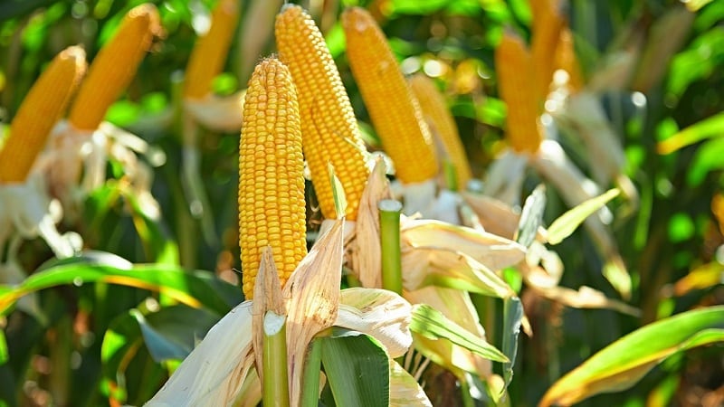 Como cresce o milho: fotos e etapas de cultivo, conselhos de agricultores experientes