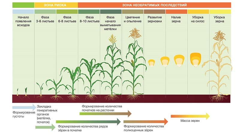 Como cresce o milho: fotos e etapas de cultivo, conselhos de agricultores experientes