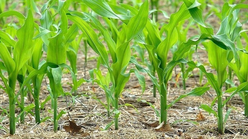 Como cresce o milho: fotos e etapas de cultivo, conselhos de agricultores experientes