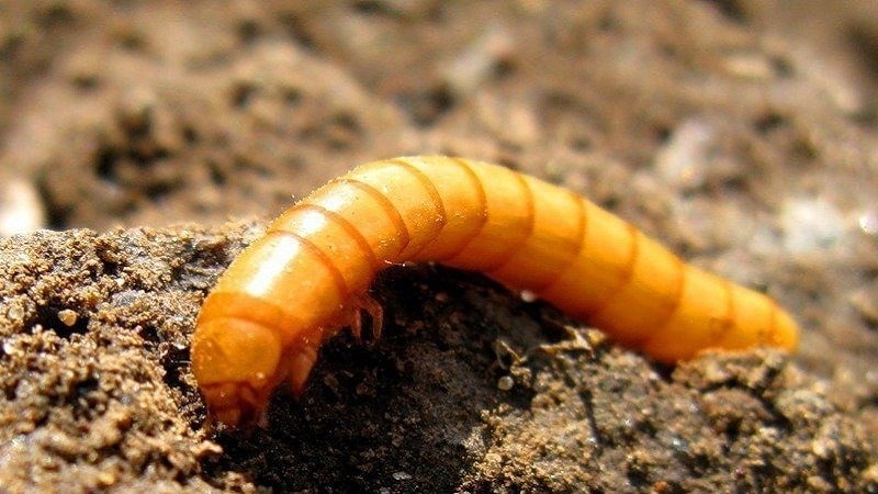 Paano makatakas mula sa mga peste ng paminta sa isang greenhouse