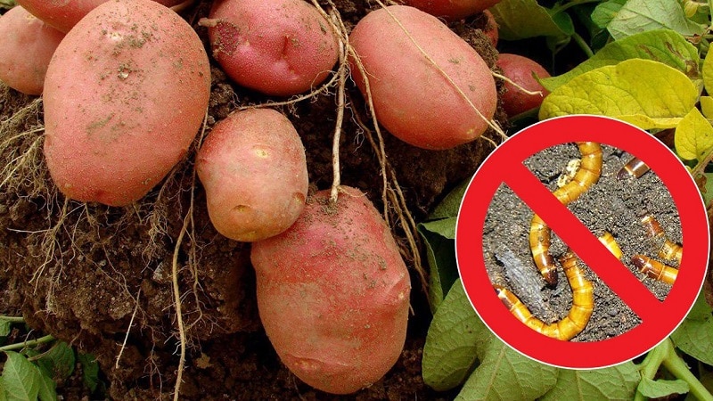 Epektibong pagkontrol ng peste: kung paano mapupuksa ang mga wireworm sa isang plot ng patatas