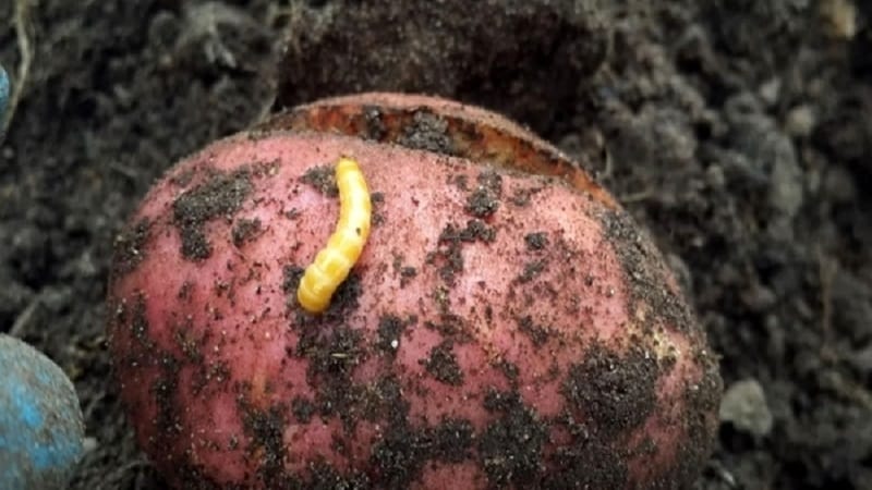 Patates patlayıp yerde çatlarsa ne yapmalı, bu neden oluyor?