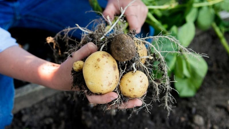 Control efectiu de plagues: com desfer-se dels cucs de filferro en una parcel·la de patates