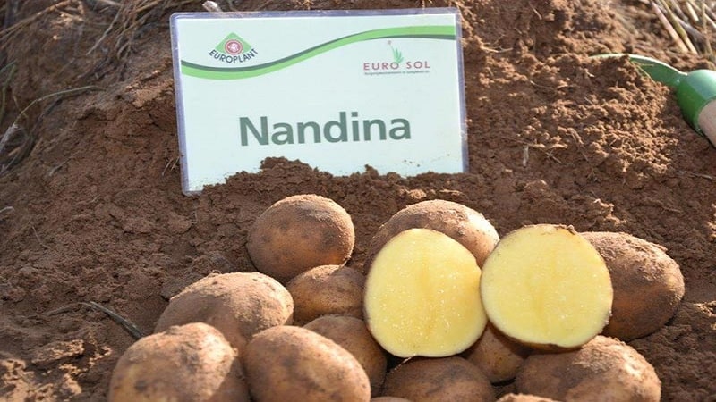 Maagang ripening patatas iba't Nandina na may mahusay na pagpapanatili ng kalidad