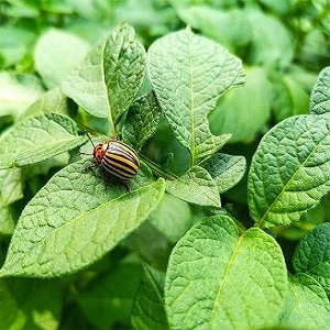 Patata de maduración temprana variedad Nandina con buena calidad de conservación